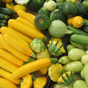 Gói 2GR hạt giống Bí Ngòi Xanh Quả Tròn