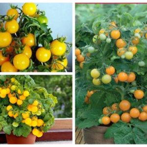 Gói 0.1GR hạt giống Cà Chua Bi Lùn F1 Quả Vàng