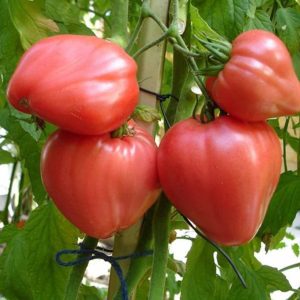 Gói 0.5GR hạt giống Cà Chua Trái Tim Đỏ