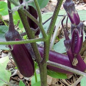 Gói 0.1GR hạt giống Cà Tím Ruột Xanh F1 SV 47 (Da tím nâu, ruột xanh)