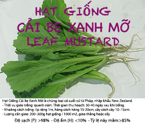 Gói 100g Hạt Giống Cải Bẹ Xanh Mỡ - Nanuseeds