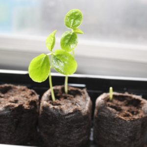 Gói 5 hạt giống chanh leo ngọt Colombia