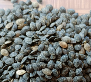 Gói 5 hạt giống chanh leo ngọt Colombia