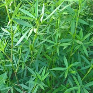 Gói 100GR hạt giống Cỏ Đậu STYLO