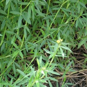 Gói 100GR hạt giống Cỏ Đậu STYLO