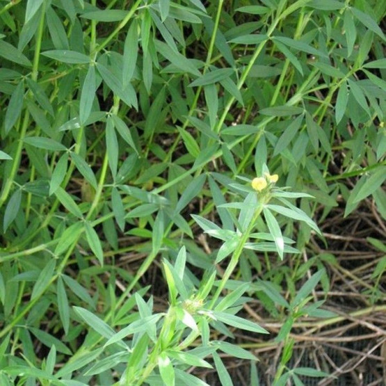 hat-giong-co-dau-stylo Gói 100GR hạt giống Cỏ Đậu STYLO