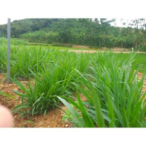 Gói 1KG hạt giống Cỏ Sả Mulato 2