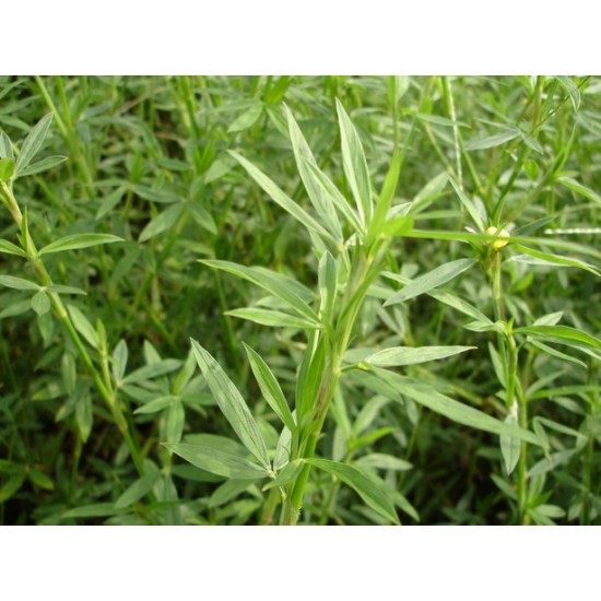 hat-giong-co-stylo-550x550-1 Gói 100GR hạt giống Cỏ Đậu STYLO