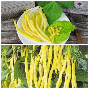 Gói 20GR hạt giống Đậu Cove Vàng Dạng Bụi (Hạt trắng)