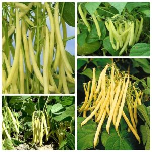 Gói 20GR hạt giống Đậu Cove Vàng Dạng Bụi (Hạt trắng)