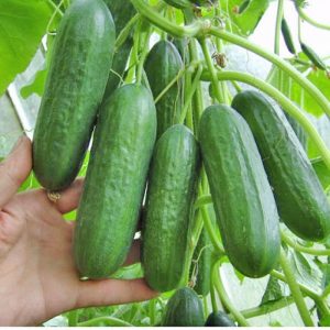 Gói 5 hạt giống Dưa Chuột Chùm F1 SV 302