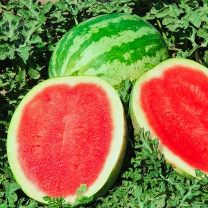 Gói 1GR hạt giống Dưa Hấu Thành Long F1 SV 533
