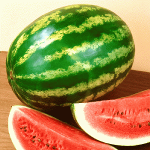 Gói 1GR hạt giống Dưa Hấu Thành Long F1 SV 533