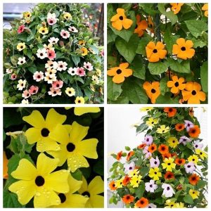 Gói 0.5GR hạt giống hoa Ánh Dương Nhiều Màu (dây leo)
