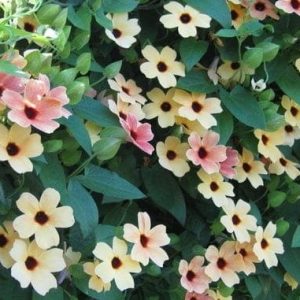 Gói 0.5GR hạt giống hoa Ánh Dương Nhiều Màu (dây leo)