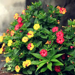 Gói 1GR hạt giống hoa Bông Phấn Nhiều Màu