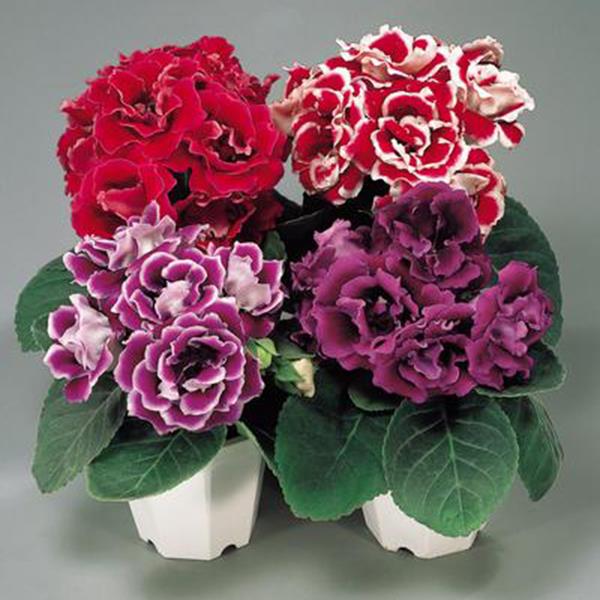 Chậu cây hoa Tử La Lan - Hoa Chuông Tình Yêu - giao cây đang hoa hoặc đang nụ kèm chậu nhựa