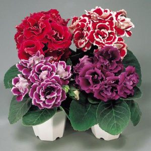 Gói 50 Hạt Giống Hoa Cẩm Nhung (Cẩm chướng chùm)- NanuSeeds