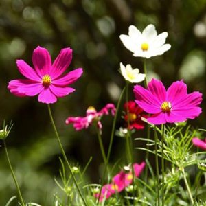 Gói 50  hạt giống hoa Cúc Sao Nháy DayDream