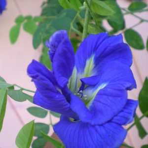 Gói 10 Hạt giống hoa đậu biếc kép - NanuSeeds