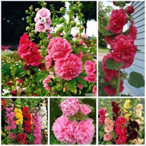 Hạt Giống Hoa Mãn Đình Hồng Kép Nhiều Màu - Gói 50 Hạt