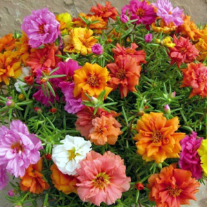 Gói 100 Hạt Giống Hoa Mười Giờ Nhiều Màu - Nanuseeds