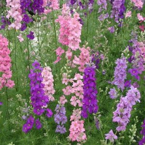 Gói 50 Hạt Giống Hoa Phi Yến Nhiều Màu - Nanuseeds