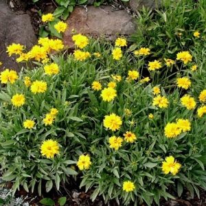 Gói 0.5GR hạt giống hoa Phòng Phòng Vàng