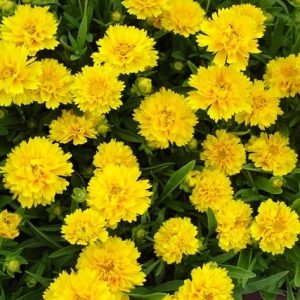 Gói 0.5GR hạt giống hoa Phòng Phòng Vàng