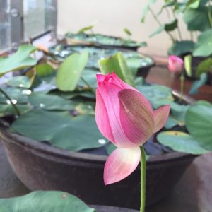 Gói 10 hạt giống sen ta - Sen Hồng Việt Nam - Vietnamese Lotus