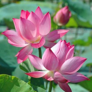 Gói 10 hạt giống sen ta - Sen Hồng Việt Nam - Vietnamese Lotus