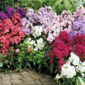 Gói 100 Hạt Giống Hoa Thanh Trúc Nhiều Màu- Nanuseeds