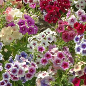 Gói 100 Hạt Giống Hoa Thanh Trúc Nhiều Màu- Nanuseeds