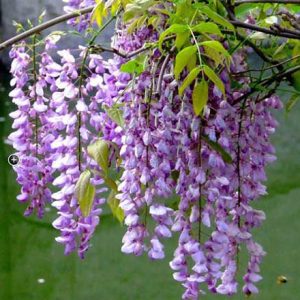 Tử Đằng thân leo dài 4m