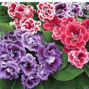 Chậu cây hoa Tử La Lan - Hoa Chuông Tình Yêu - giao cây đang hoa hoặc đang nụ kèm chậu nhựa