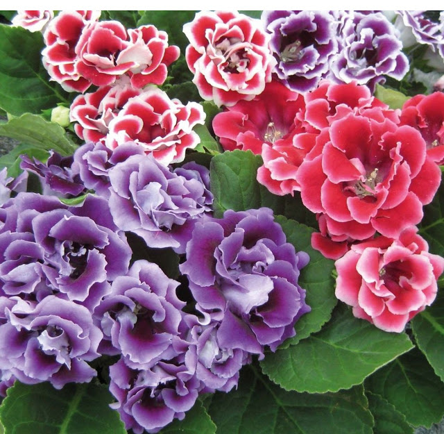 hat-giong-hoa-tu-la-lan Chậu cây hoa Tử La Lan - Hoa Chuông Tình Yêu - giao cây đang hoa hoặc đang nụ kèm chậu nhựa