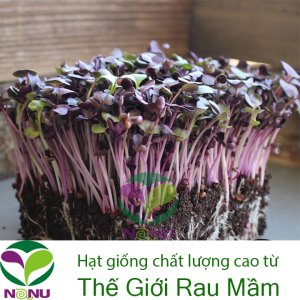 Gói 1kg Hạt Giống Rau Mầm Cải Tím Malady_ Thế Giới Rau Mầm