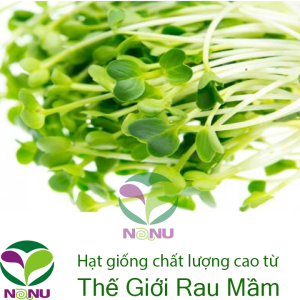 Gói 1Kg Hạt Giống Rau Mầm Củ Cải Trắng New Zealand
