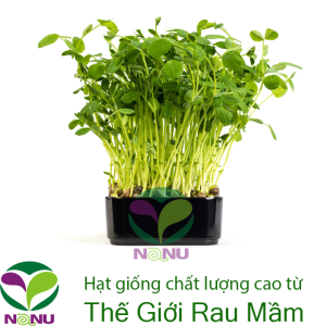 Gói 100g Hạt Giống Rau Mầm Đậu Hà Lan_ Thế Giới Rau Mầm