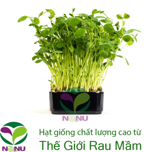 Gói 100g Hạt Giống Rau Mầm Đậu Hà Lan_ Thế Giới Rau Mầm