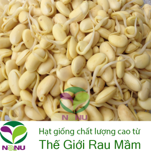 Gói 1kg hạt giống mầm đậu nành