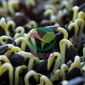 Gói 1Kg Hạt Giống Rau Mầm Hướng Dương_ Thế Giới Rau Mầm