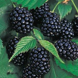 Chậu cây giống trái mâm xôi Đen - Phúc Bồn Tử (BlackBerry)