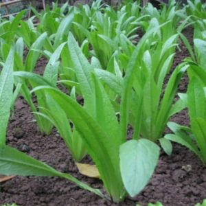 Gói 5GR hạt giống Rau Diếp Thơm (Cải Nhíp)