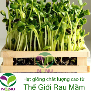Gói 1Kg Hạt Giống Rau Mầm Hướng Dương_ Thế Giới Rau Mầm