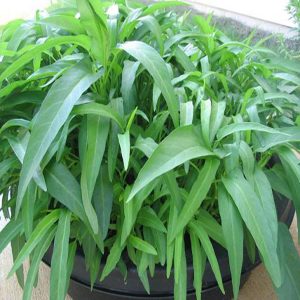 Gói 100g hạt giống rau muống Thái Lan