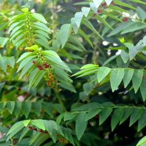 Gói 0.2GR hạt giống Rau Bồ Ngót