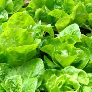 Gói 10g hạt giống xà lách Dún Vàng cao sản