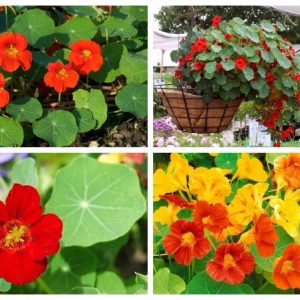 Gói 1GR hạt giống hoa Sen Cạn Nhiều Màu (Dây leo)