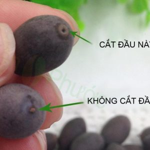 Gói 5 Hạt Giống Hoa Sen Nhật Mini mix Nhiều Màu - hạt mới nảy mầm cực chuẩn - kèm hướng dẫn trồng - NanuSeeds - Thế Giới Rau Mầm shop